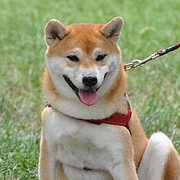 시바견