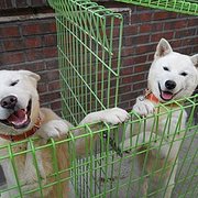 풍산개