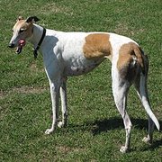 그레이하운드