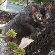 라이코이