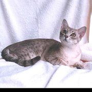 오스트레일리안미스트