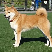 시바이누